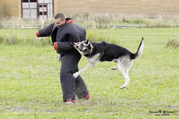 восточноевропейская овчарка