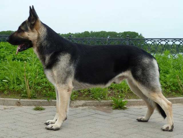 Купить Собаку Немецкую Собаку В Москве