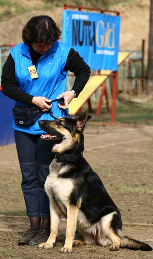 Дрессировка собак породы Сибирский хаски Akita Dog School