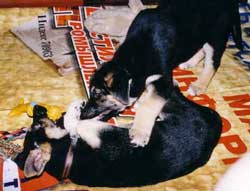 дрессировка собак в москве
