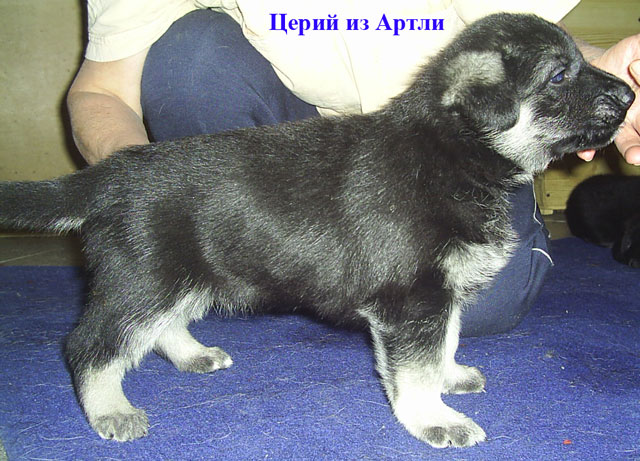 из Артли